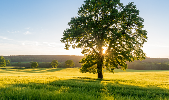 Tree in big field