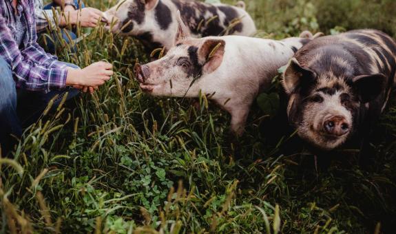 Image of pigs on a farm
