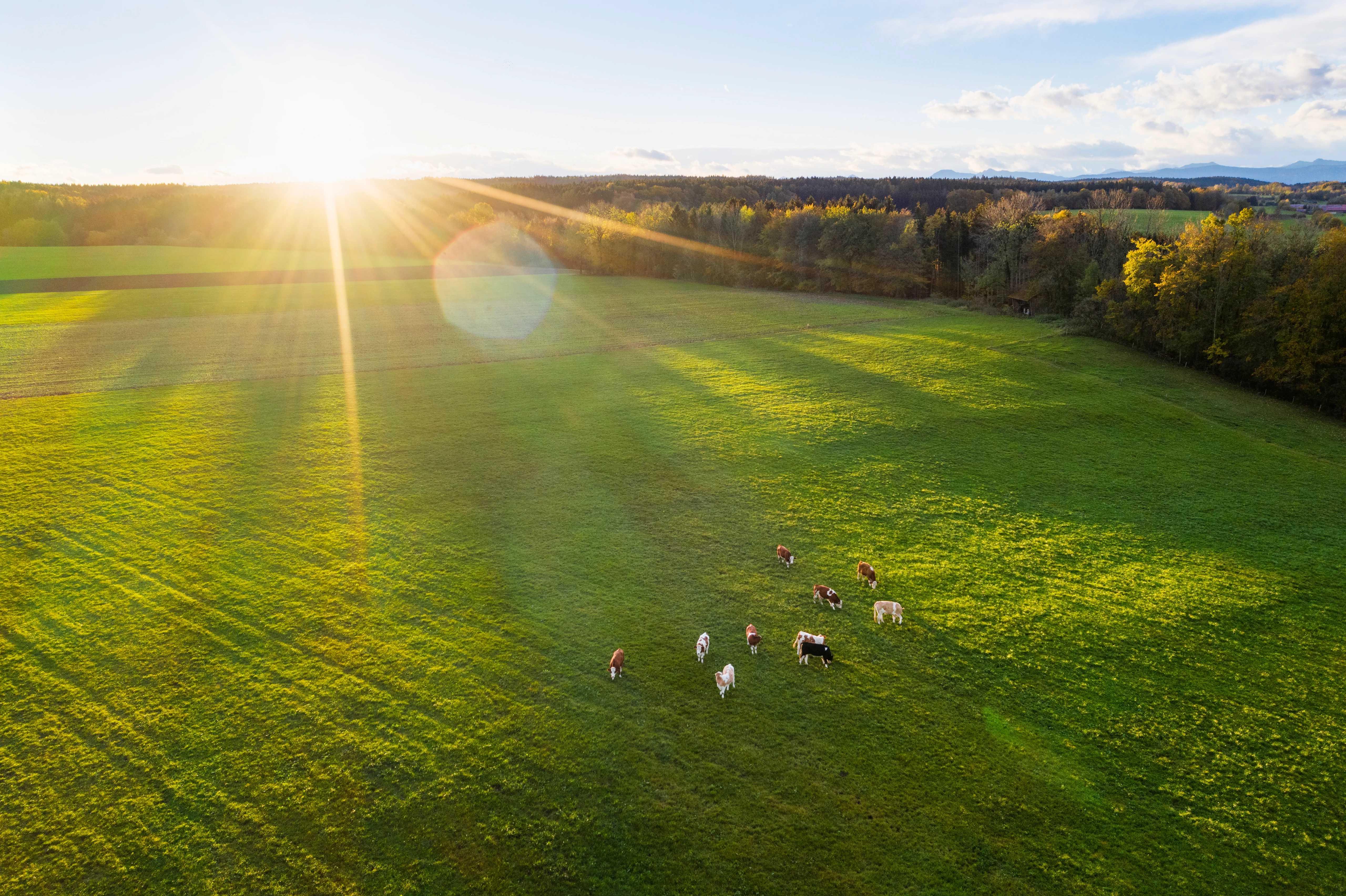 Image of a green pasture with cows