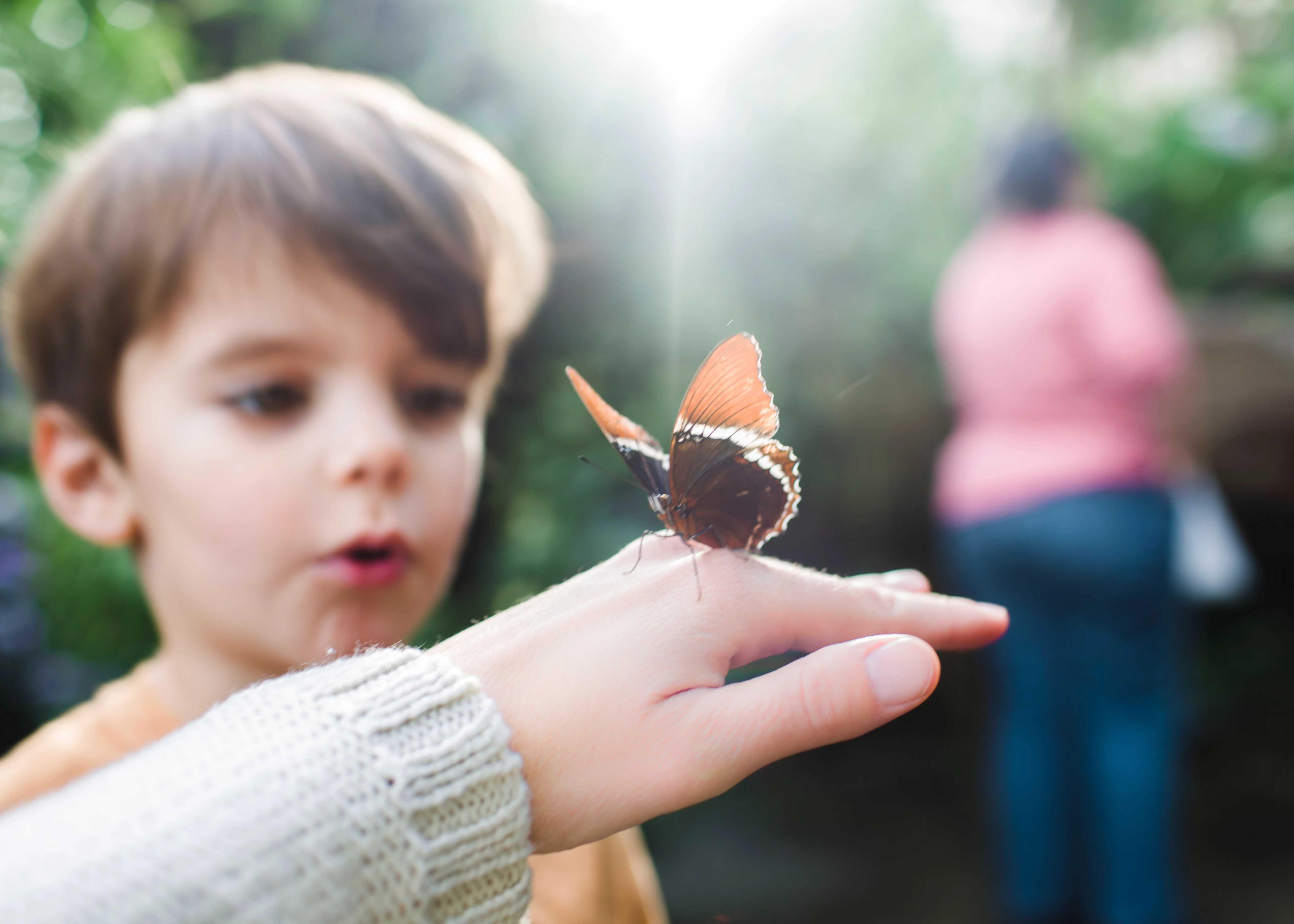 Image of boy looking at butterfly