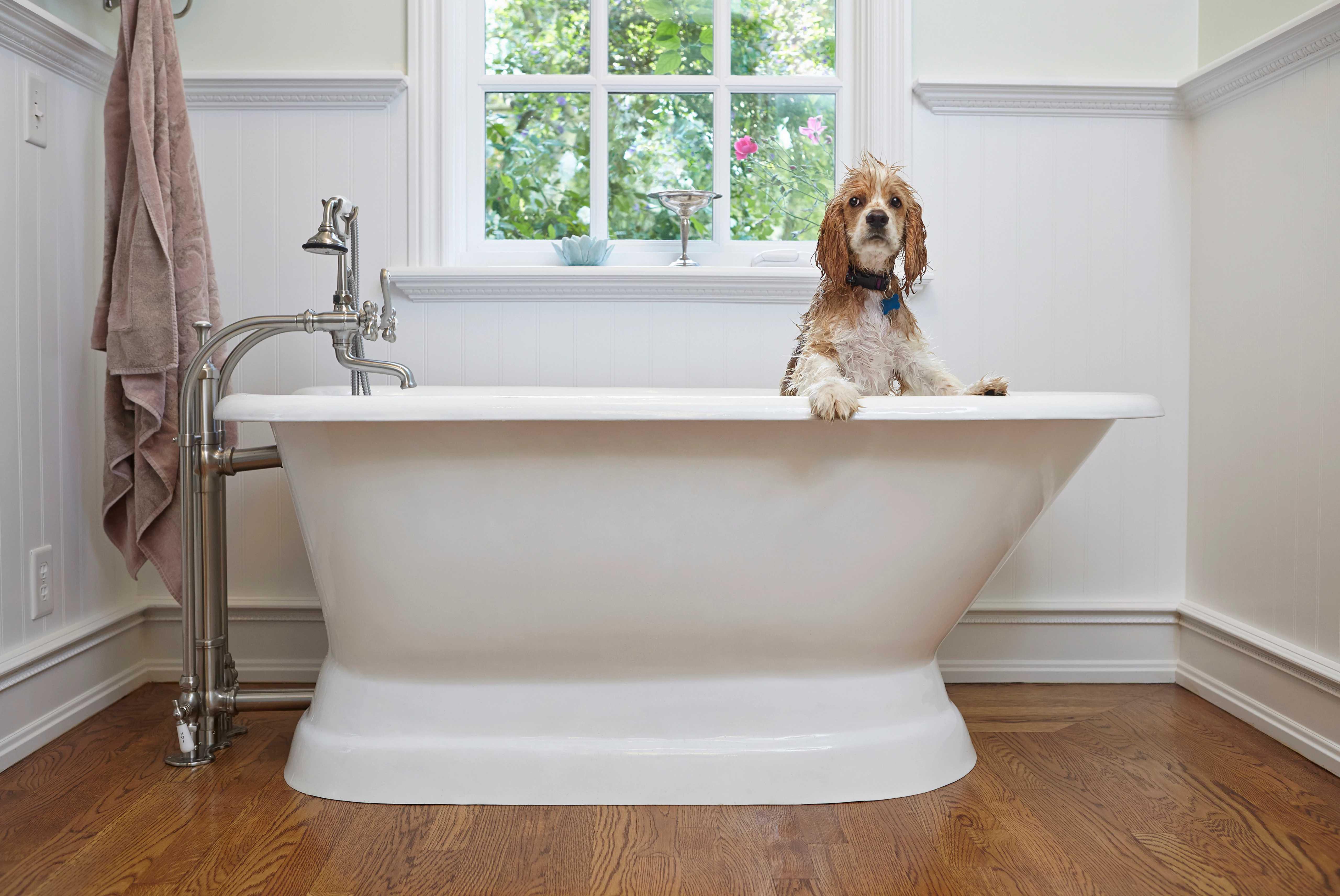 Image of dog in a bathtub